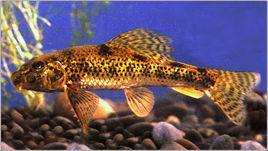 福建棒花魚 福建棒花魚