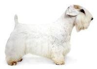 西里漢梗 西里漢梗