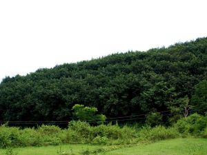 曼邁戈龍村 曼邁戈龍村