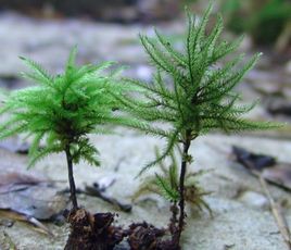 強肋偏蒴蘚 強肋偏蒴蘚