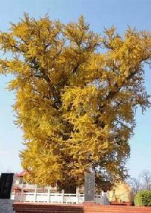 郯城新村銀杏園旅遊區 郯城新村銀杏園旅遊區