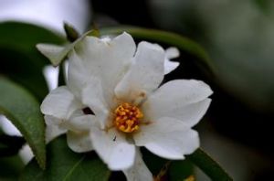 長瓣短柱茶 長瓣短柱茶