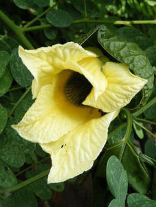 疏毛短萼齒木（變種）