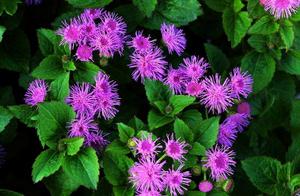 心葉藿香薊 心葉藿香薊