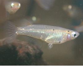 中華青鱂 中華青鱂