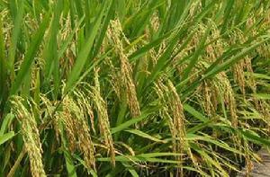 玉優一號 玉優一號