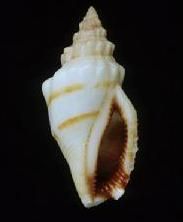 美肋鳳凰螺 美肋鳳凰螺