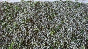 中蠶二號 中蠶二號