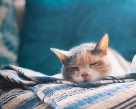 貓咪月子餐 貓咪月子餐