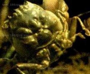 背足關公蟹 背足關公蟹