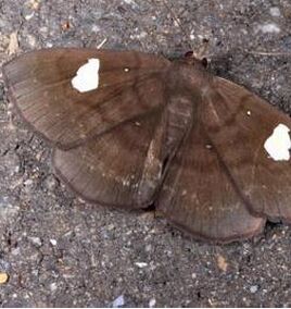 白腎夜蛾 白腎夜蛾