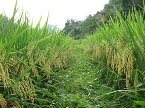 嘉糯1優2號 嘉糯1優2號