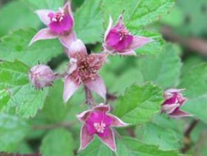 小葉懸鉤子 小葉懸鉤子