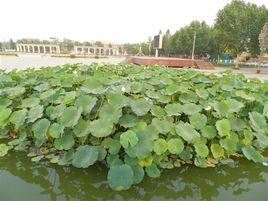 鳳城廣場 鳳城廣場