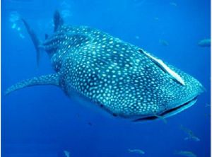 Whale shark
