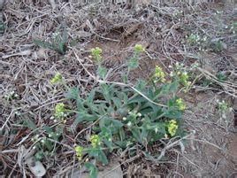 西藏葶藶(原變種) 西藏葶藶(原變種)