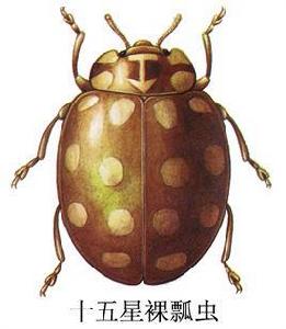 十五星裸瓢蟲 十五星裸瓢蟲