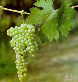 卡爾卡耐卡 卡爾卡耐卡