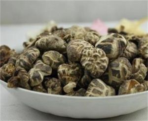 始興冬菇 始興冬菇