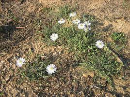 苦麻子菜 苦麻子菜