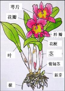 卡特蘭植株結構圖