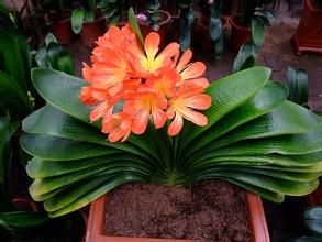 大花甘松 大花甘松