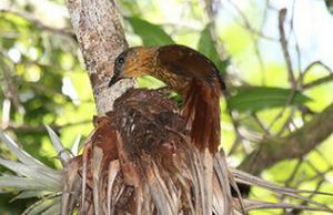 紋胸樹獵雀 紋胸樹獵雀