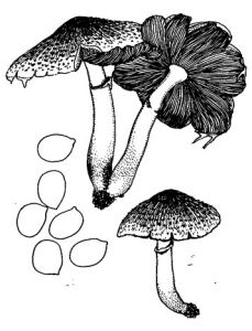 雀斑蘑菇 雀斑蘑菇