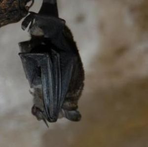 短尾蝠屬 短尾蝠屬