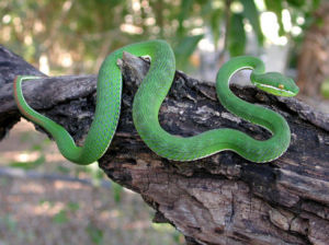 泰國東亞竹葉青蛇 泰國東亞竹葉青蛇