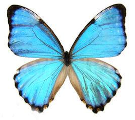 波蒂斯閃蝶 波蒂斯閃蝶