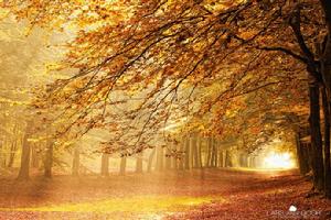 拉斯&middot;范&middot;德&middot;古爾 攝影作品