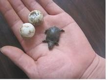 小烏龜和兩個蛋