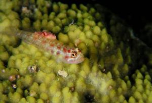 細點磯塘鱧 細點磯塘鱧