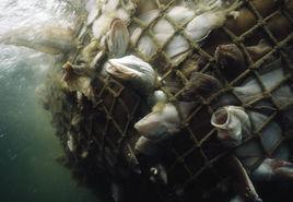 過度捕撈 過度捕撈