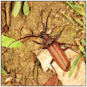 華氏刺薄翅天牛 華氏刺薄翅天牛