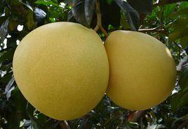 大埔蜜柚 大埔蜜柚