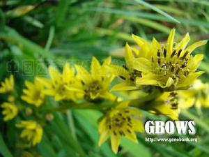 康定橐吾 康定橐吾