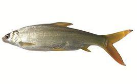 黃尾魚