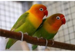 費沙氏愛情鸚鵡 費沙氏愛情鸚鵡