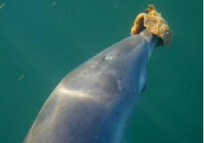 鈣質海綿綱 鈣質海綿綱