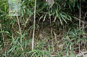 硬頭苦竹 硬頭苦竹