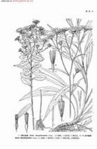 莽山紫菀 莽山紫菀