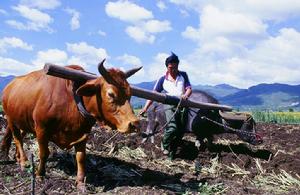 納西印象[文化記錄片]