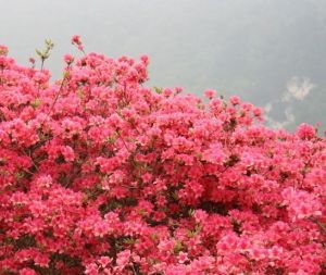 映山紅區 映山紅區