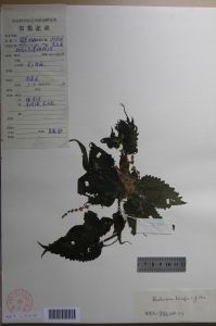 雙尖苧麻 雙尖苧麻