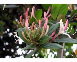 密縣金銀花 密縣金銀花