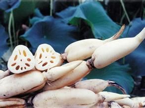 雪湖貢藕 雪湖貢藕