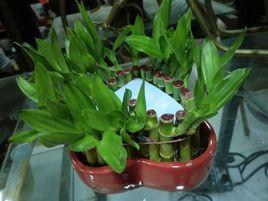 陰生植物 陰生植物