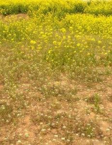 馬頰河森林旅遊度假村
